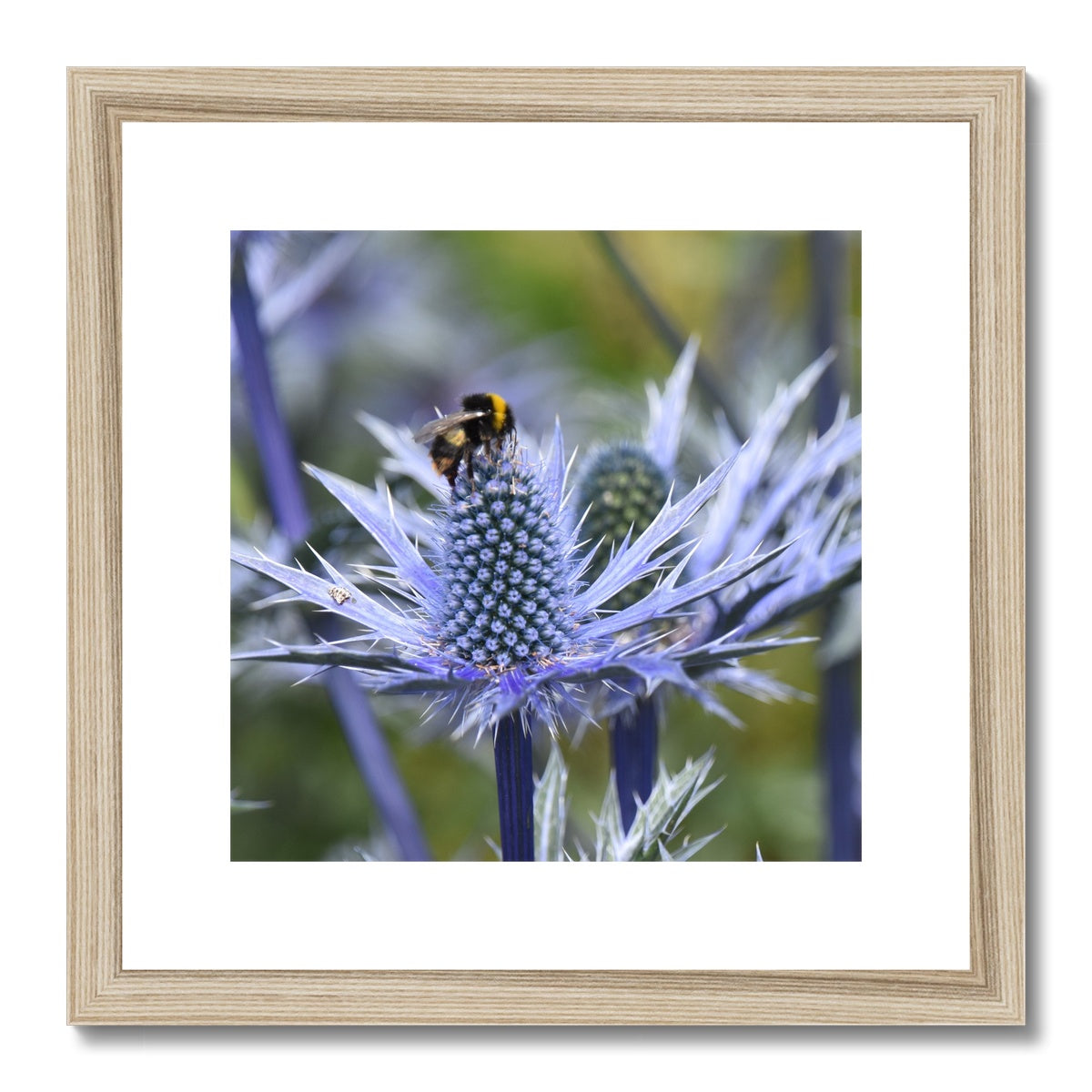 The Bumble Bee Framed & Mounted Print