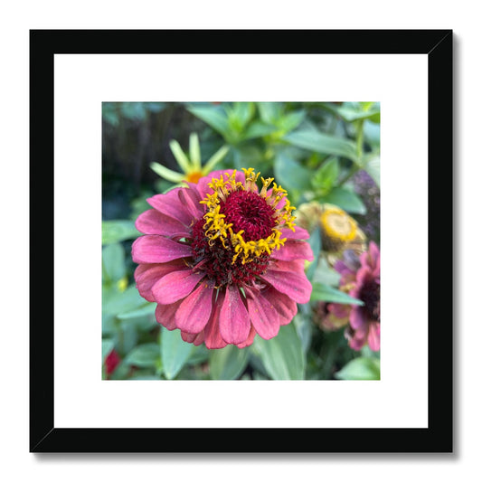 The Zinnia Framed & Mounted Print