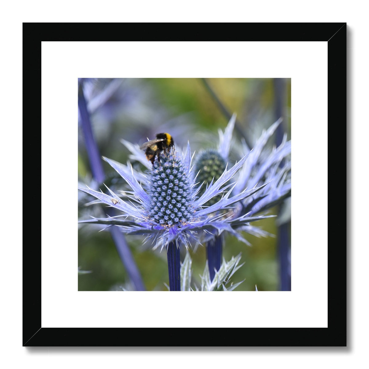 The Bumble Bee Framed & Mounted Print