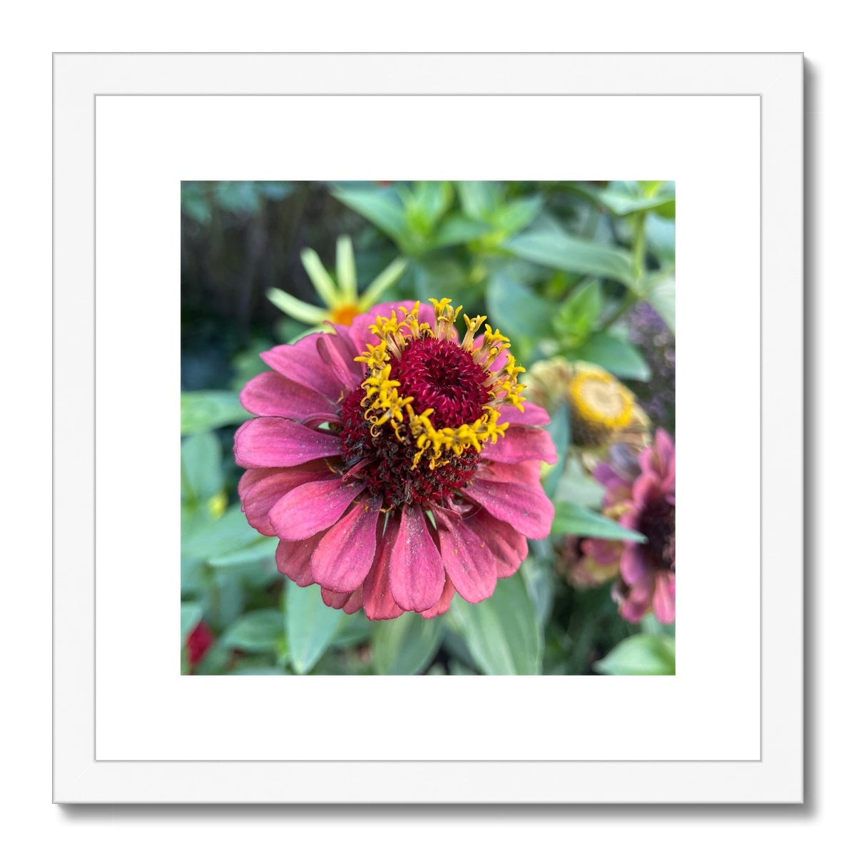 The Zinnia Framed & Mounted Print